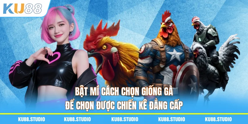 Bật Mí Cách Chọn Giống Gà Để Chọn Được Chiến Kê Đẳng Cấp