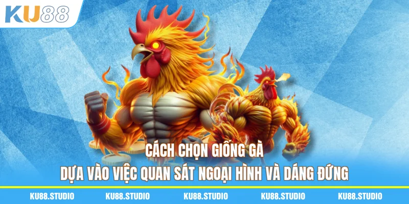 Cách chọn giống gà thông qua quan sát ngoại hình và tướng đứng