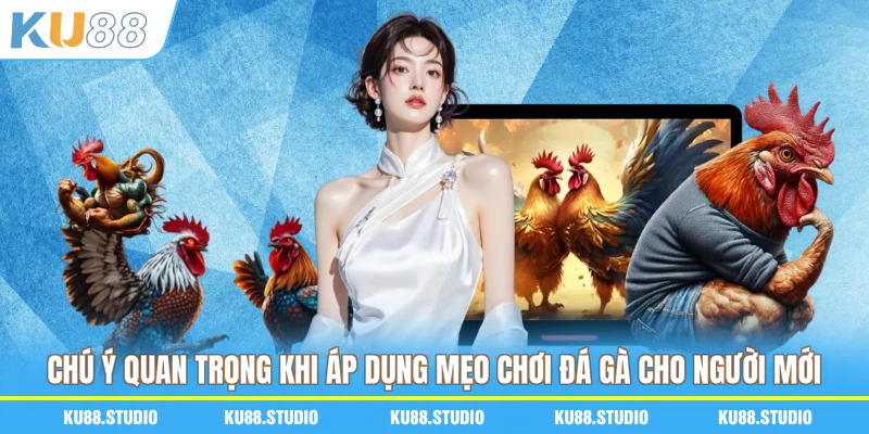 Chú ý quan trọng khi áp dụng mẹo chơi đá gà cho người mới