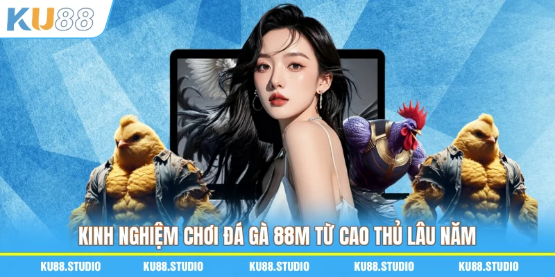 Kinh nghiệm chơi đá gà 88M từ cao thủ lâu năm