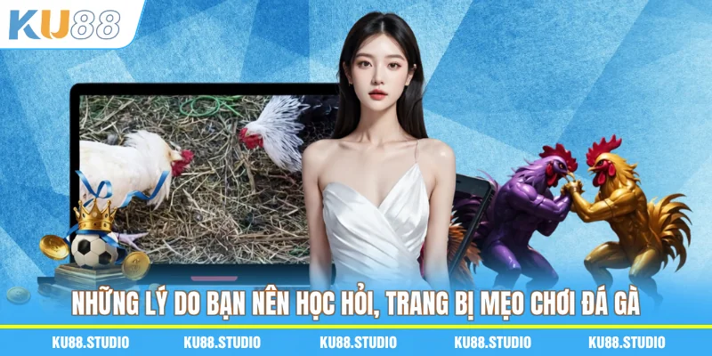 Những lý do bạn nên học hỏi, trang bị mẹo chơi đá gà