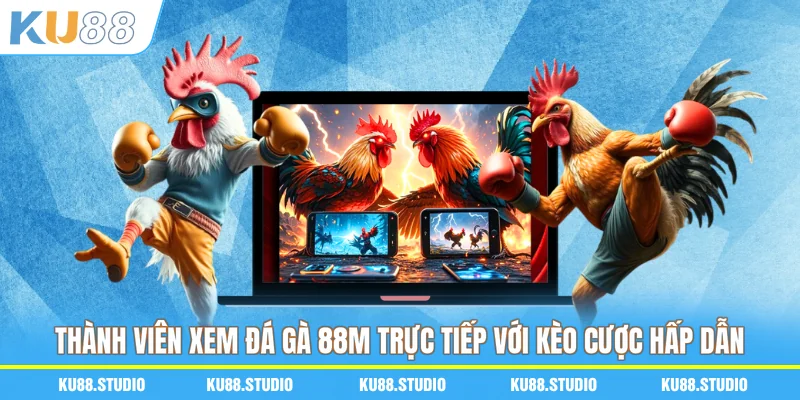 Thành viên xem đá gà 88M trực tiếp với kèo cược hấp dẫn